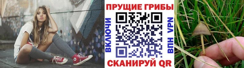 Псилоцибиновые грибы Psilocybine cubensis где можно купить Братск